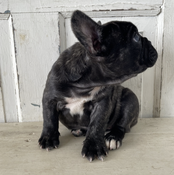 Peanut, weiblicher Französische Bulldogge Welpe